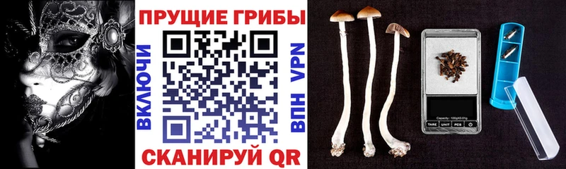 закладки  Шарья  сайты даркнета клад  Псилоцибиновые грибы Psilocybe 